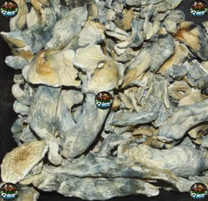 GHOST Mushrooms