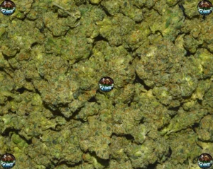 Black Tie weed