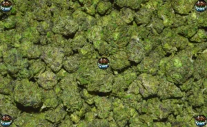 Candy Boy weed