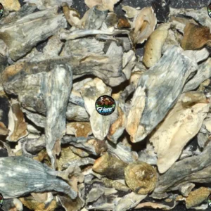 Albino Penis Envy Mushrooms