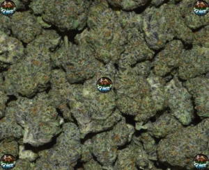 Gelato X Gummiez Cannabis