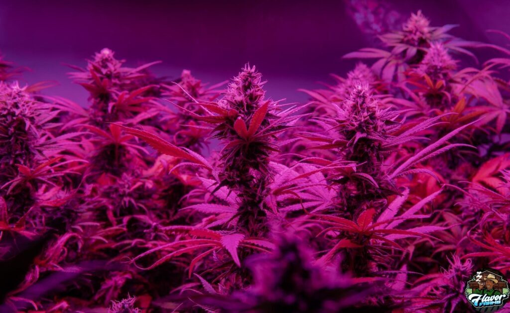 Exploring Diversity: A Tour of the Hottest Cannabis Strains