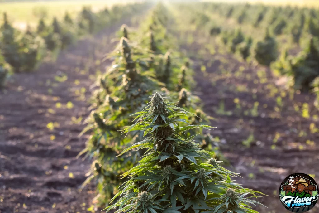 Cannabis Strain Genetics