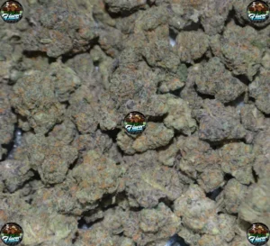 Apple Fritter Cannabis in DC