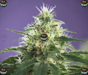 Jealousy Cannabis in DC