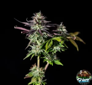 Biscotti Cannabis in DC