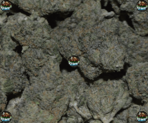 Granita Cannabis in DC