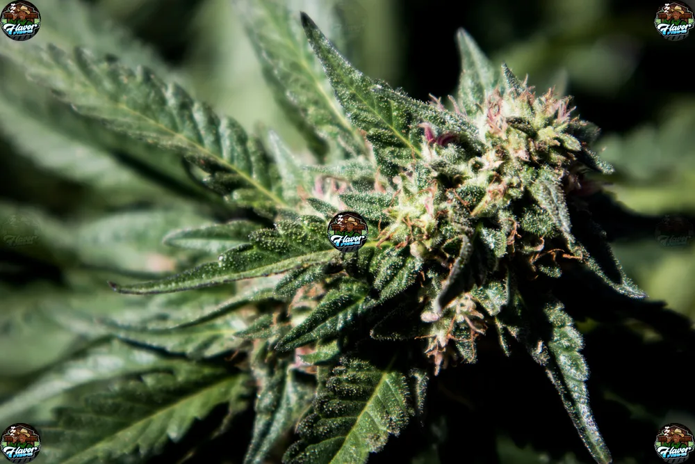 Dosi & Banana Cannabis in DC