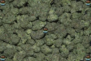 Hella Jelly CANNABIS
