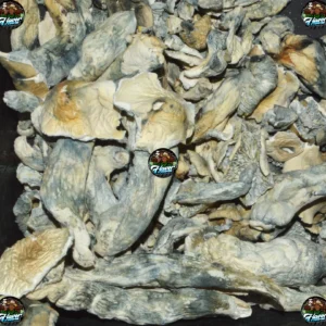 GHOST Mushrooms