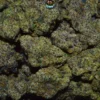 New Jack Gumbo CANNABIS