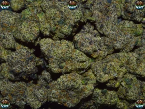 New Jack Gumbo CANNABIS