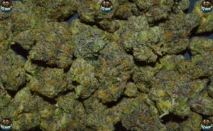 ZOAP CANNABIS