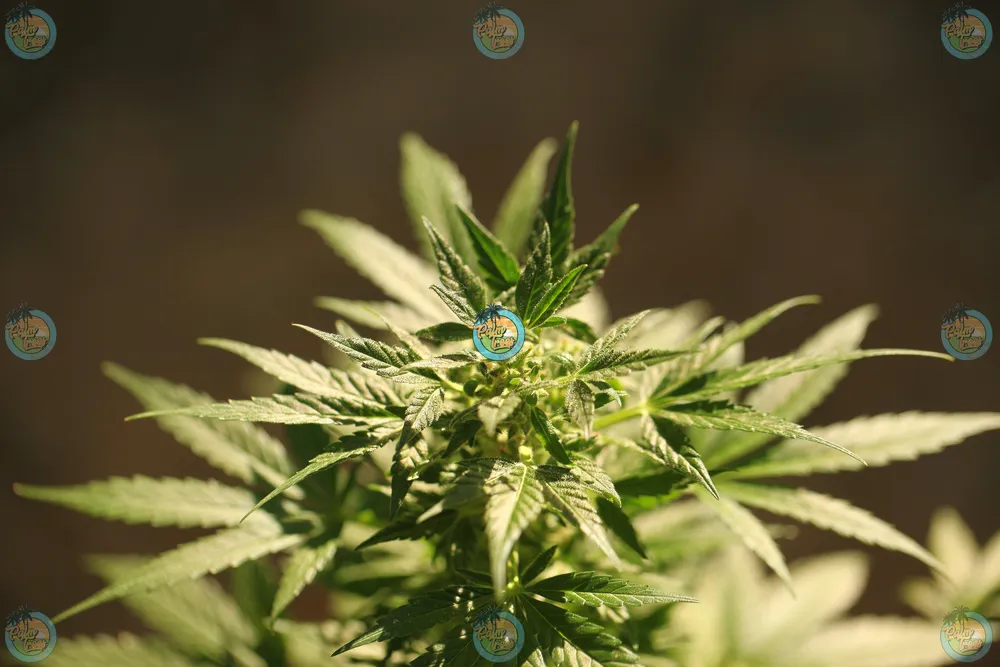 Plum Popperz Cannabis in DC