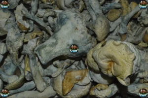 HILLBILLY MUSHROOMS