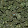 Knuckleheadz cannabis