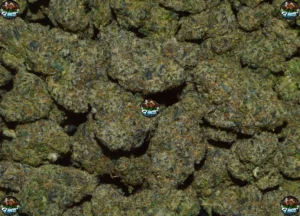 Moonshot Cannabis strain