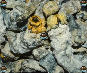 GALACTIC GORILLA MUSHROOMS