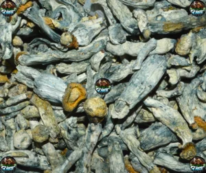 GREEN TOQUE MUSHROOMS