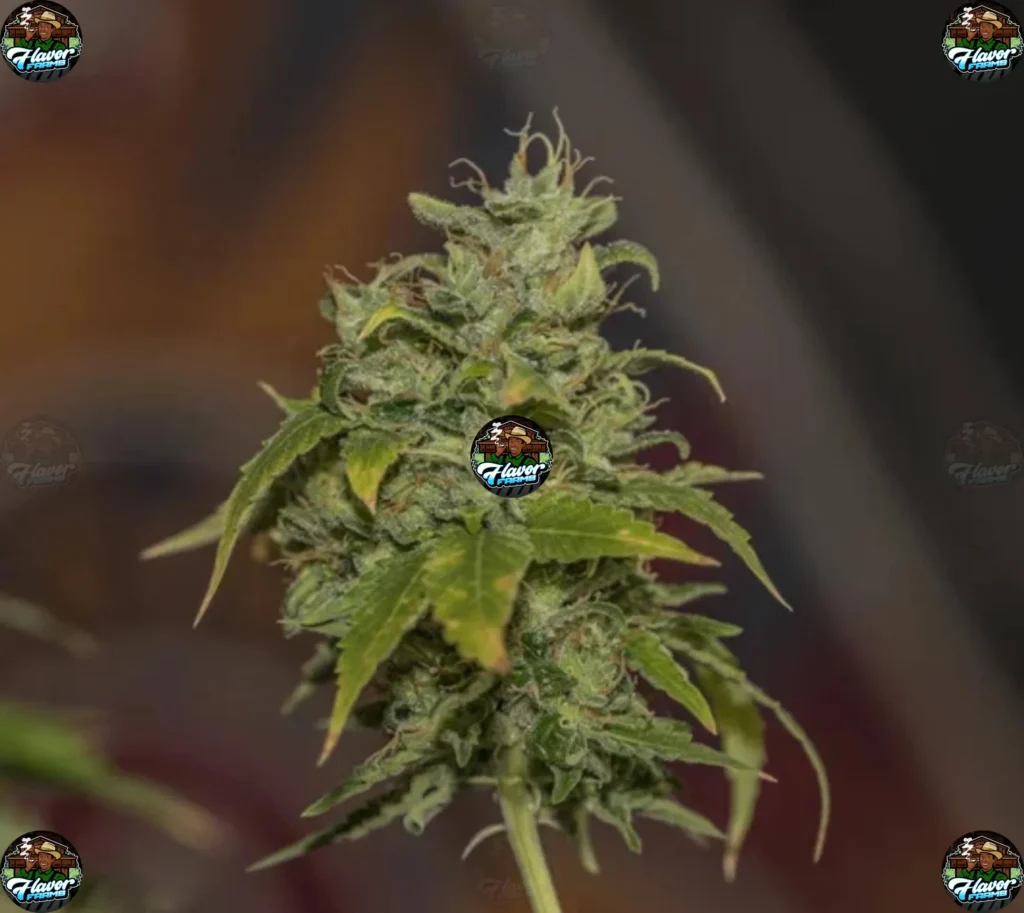 Gravity Runtz Cannabis in DC