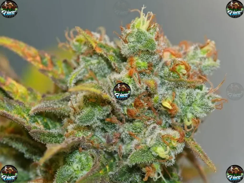 Jealousy Runtz Cannabis in DC