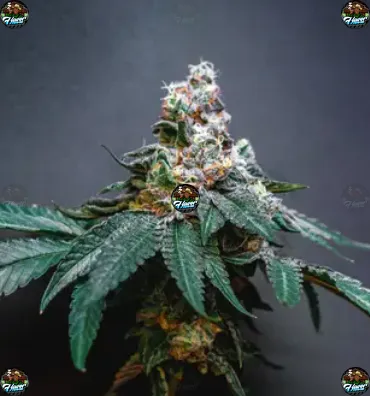 Bangers and Mac 1 Cannabis in DC