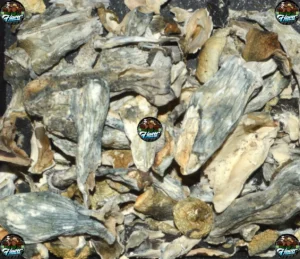 Albino Penis Envy Mushrooms