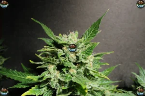 41 Cherry Cannabis in DC