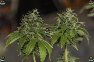 Gumbtrone Cannabis in DC