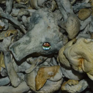 HILLBILLY MUSHROOMS