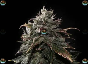 Zkittlez Cannabis in DC