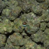 Plasma Gas cannabis