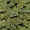 Sunset Pie cannabis