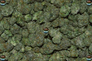 Knuckleheadz cannabis