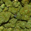 Tangieberto cannabis