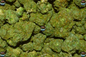 Tangieberto cannabis