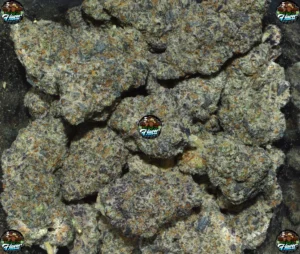 Notorious OG CANNABIS