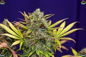 Diesel Donut Cannabis