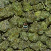 MIDNIGHT CHERRY CANNABIS