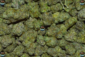 MIDNIGHT CHERRY CANNABIS