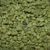 BLUE VIPER Cannabis