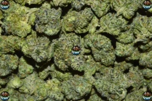 Black Mamba Cannabis