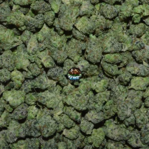 FROSTED SWIRL Cannabis