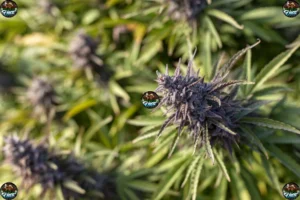 Tips for Trying New Cannabis Strains This Summer