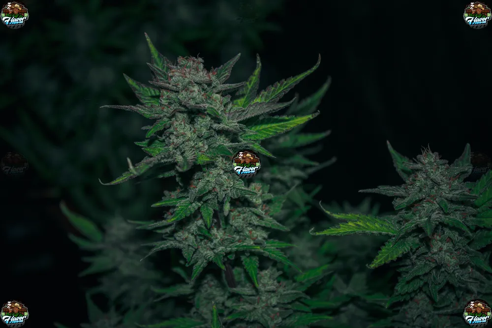 Knuckleheadz Cannabis Strain
